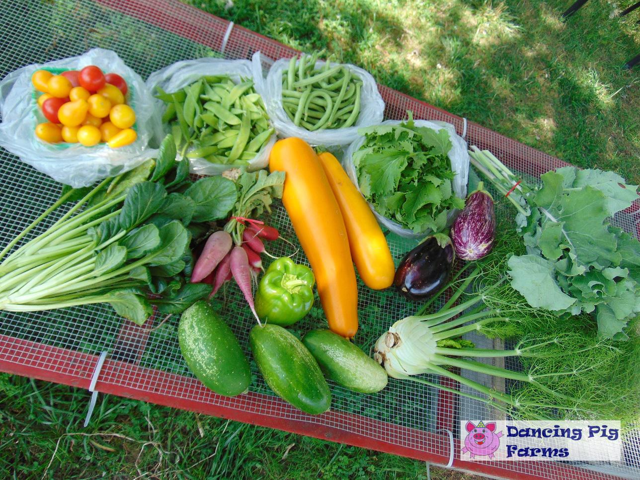 weeks experience/05 Harvest - First Week of August.jpg